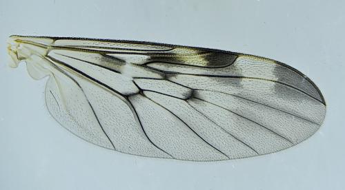 Sylvicola cinctus